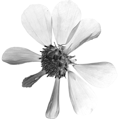 Whisper Flower Farm