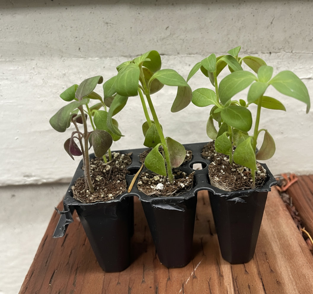 Chantilly Snapdragons