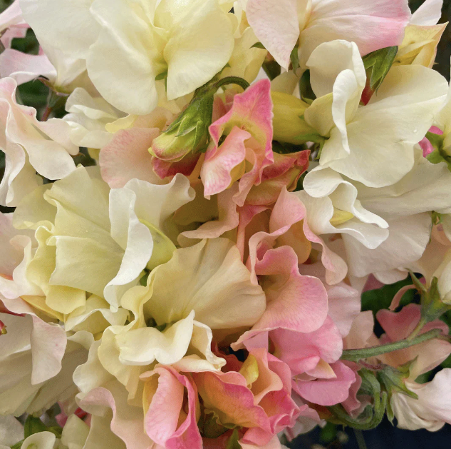 Sweet Peas (coming soon!)