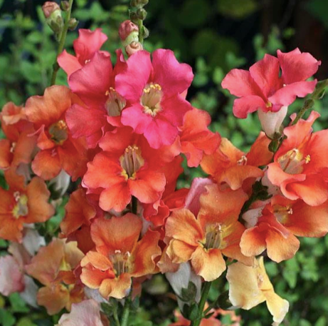 Chantilly Snapdragons