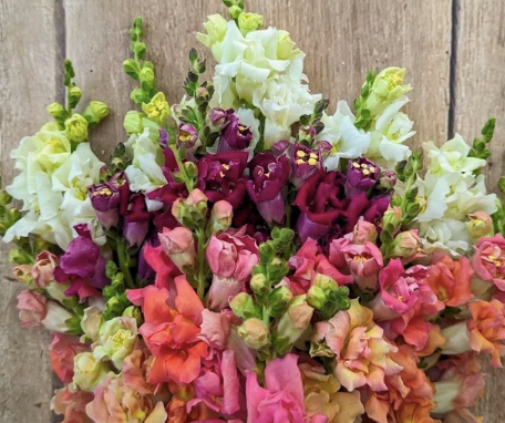 Madame Butterfly Snapdragons