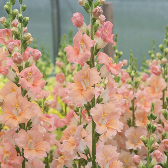 Chantilly Snapdragons
