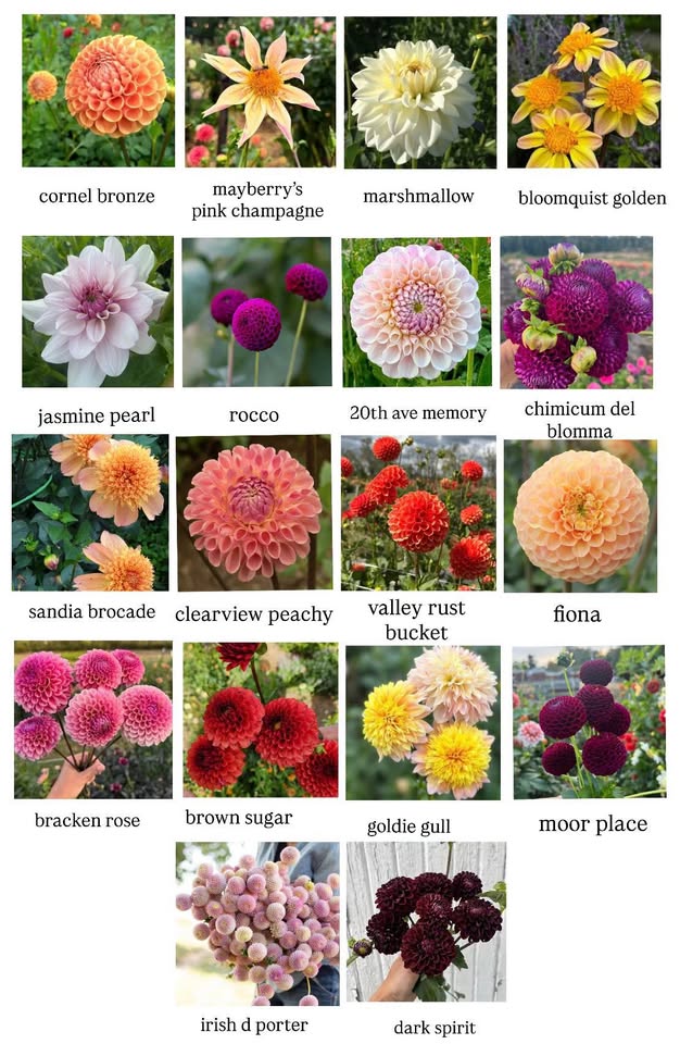 Dahlias - Seattle Kitchen Gardens